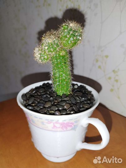 Кактус Тайский