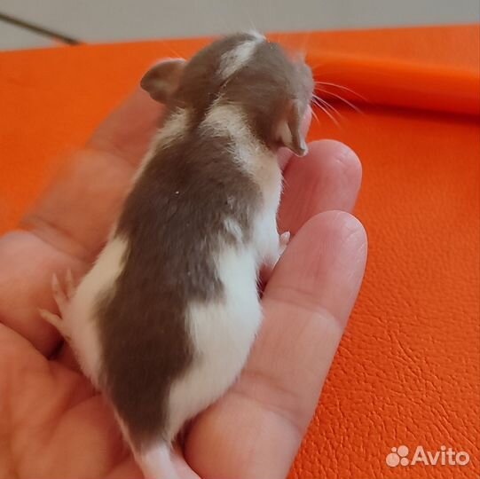 Крысята декоративные редких окрасов