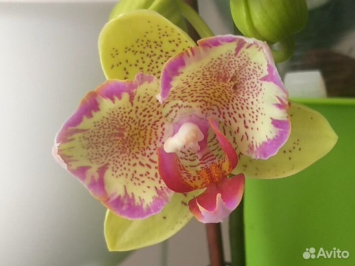 Взрослый, цветущий Phal.Cupid star бабочка SON YA