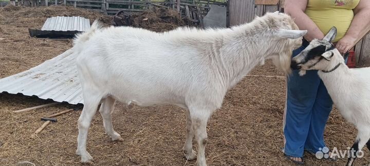 Козы дойные