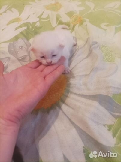 Котята мейн-кун