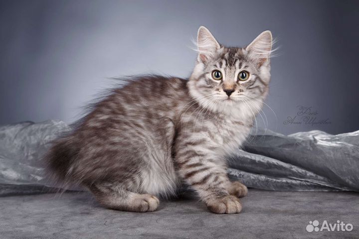 Породистые котята золотых и серебряных окрасов