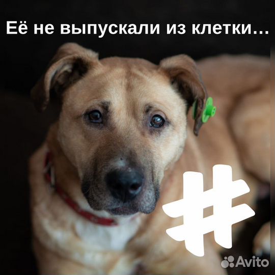 Собака помесь со стаффом
