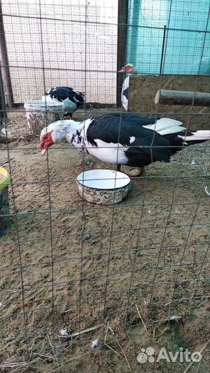 Мускусные утки