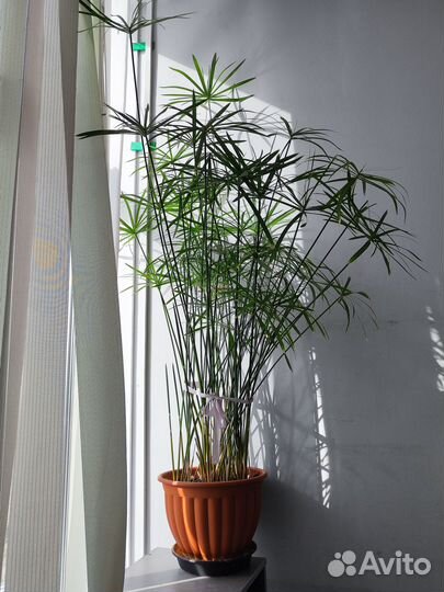 Циперус. Высота больше метра. В активном росте