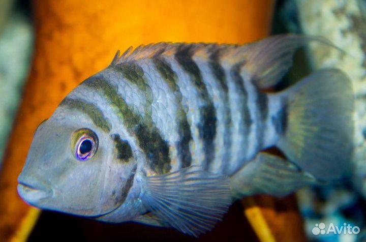 Цихлиды 2 вида