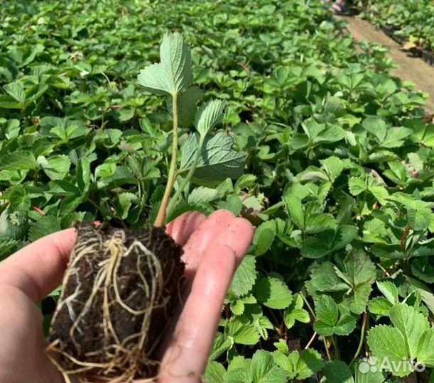 Рассада клубники оптом и в розницу