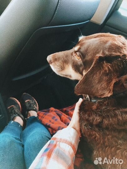 Передержка + Выгул собак + выезд на дом, выгульщик