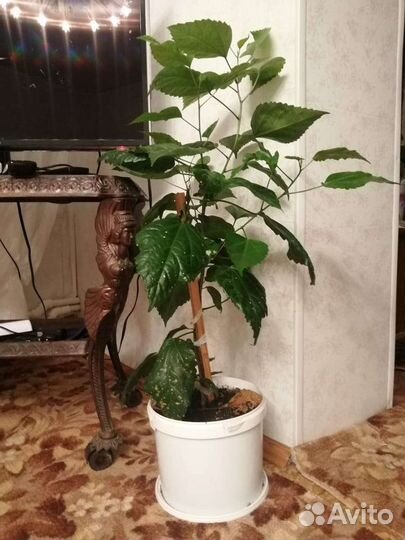 Гибискус китайская роза