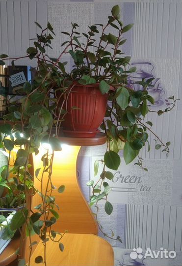 Растения редкие и не очень