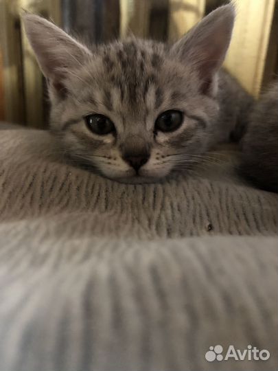 Бенгальские котята