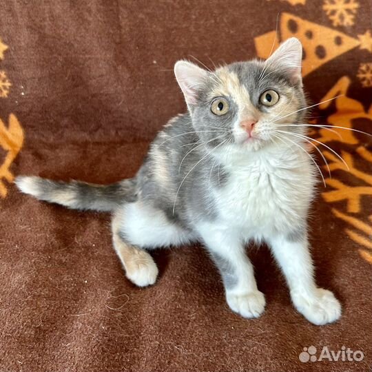 Котёнок Плюша в добрые руки