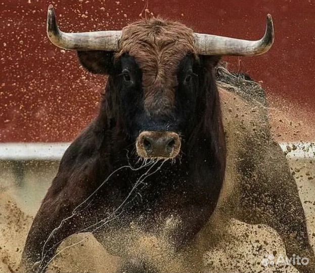 Быки на мясо