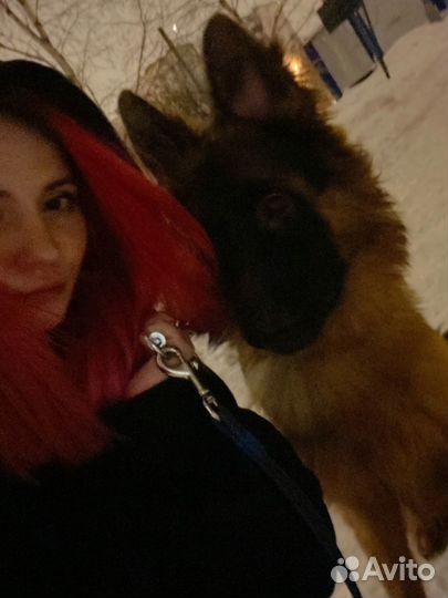 Зоопсихология/Коррекция поведения/Подбор породы