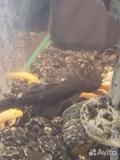 Аквариумные рыбы