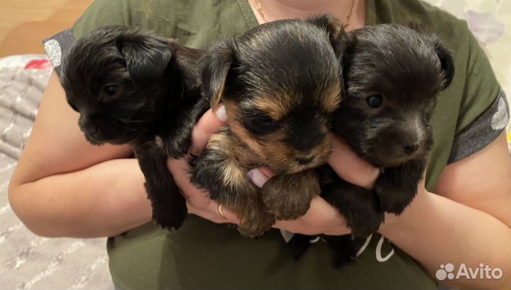 Йокширский терьер щенки