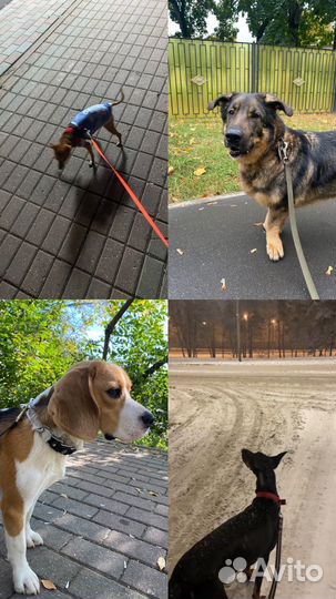 Передержка животных, зооняня