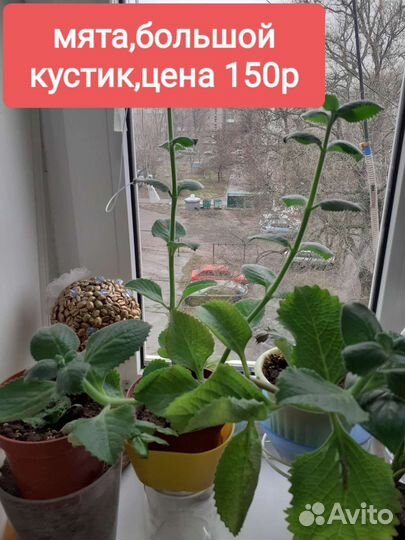 Много цветов