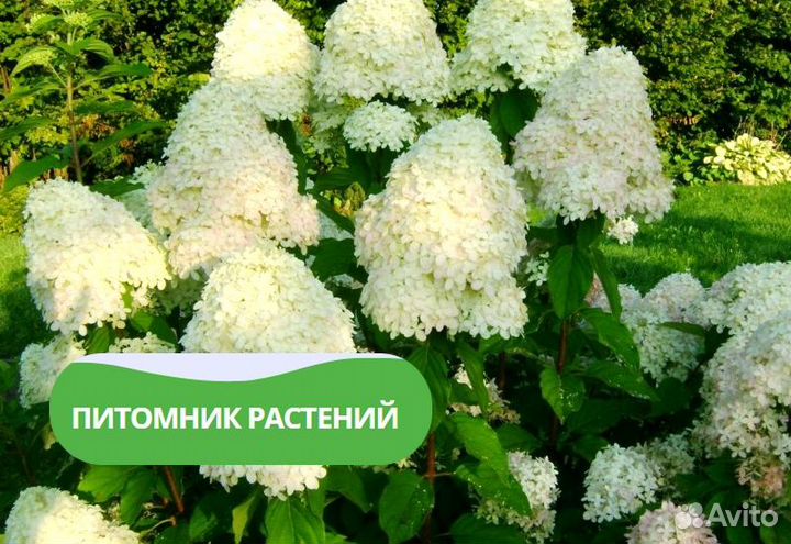 Гортензия метельчатая 'Лаймалайт'