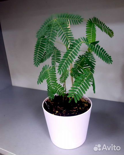 Мимоза стыдливая