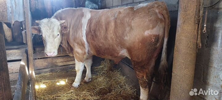 Быки на племя