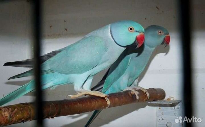 Ожереловые попугаи, пара для разведения