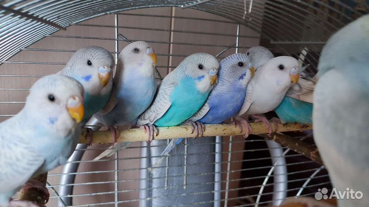 Волнистый попугай