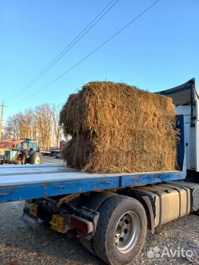 Сено люцерны в тюках 2023г