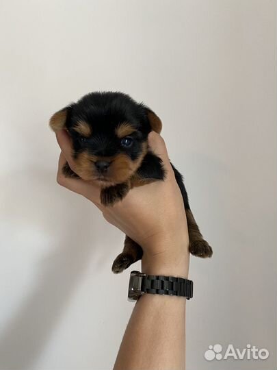 Щенки йорка