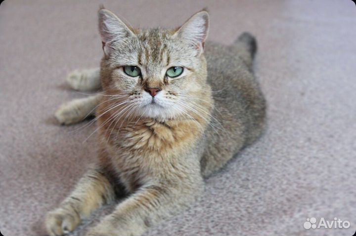 Золотая девочка