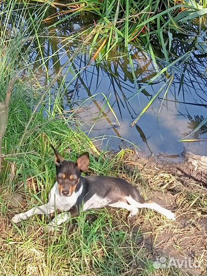 Собака в добрые руки отдам бесплатно