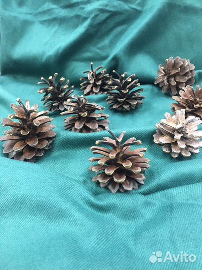 Шишки сосновые