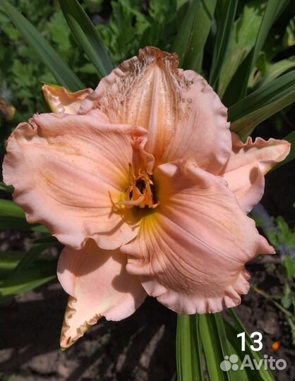 Лилейники сортовые