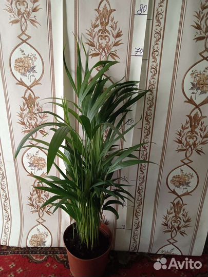 Комнатные растения арека