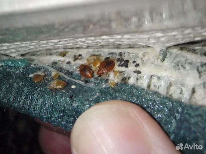 Уничтожение тараканов клопов сэс дезинфекция