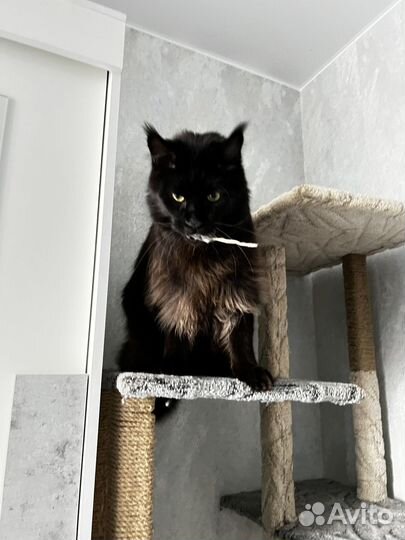 Когтеточка комплекс для кошек