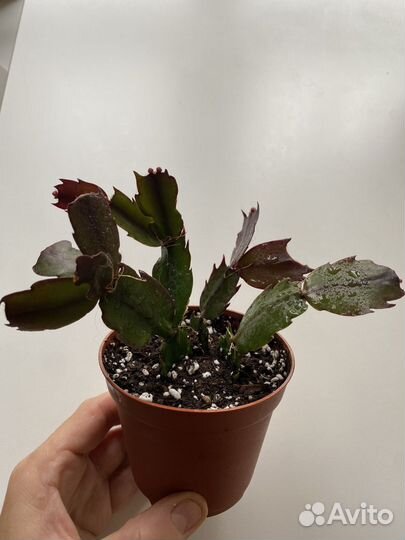 Декабрист шлюмбергера.В бутонах