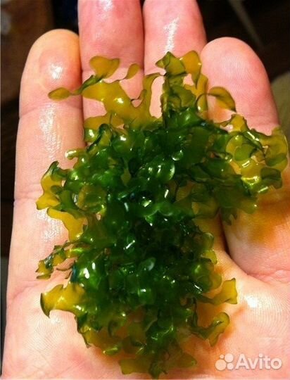 Мох стринг и печеночный