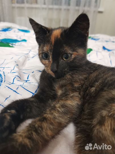 Котенок в добрые руки