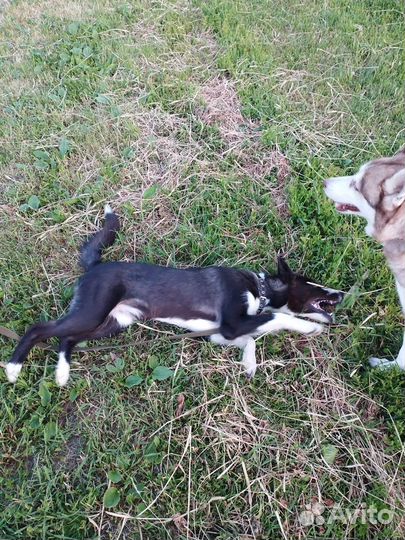 Умный и красивый пёс-подросток