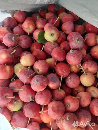 Малина сортовая