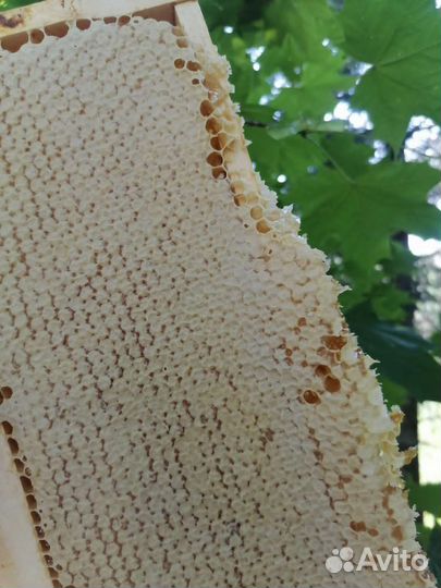 Мед натуральный, свежий, разнотравье, доставка