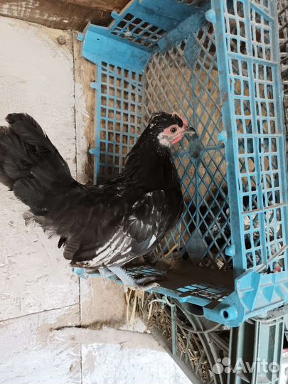 Петушок карликовый Бентамка