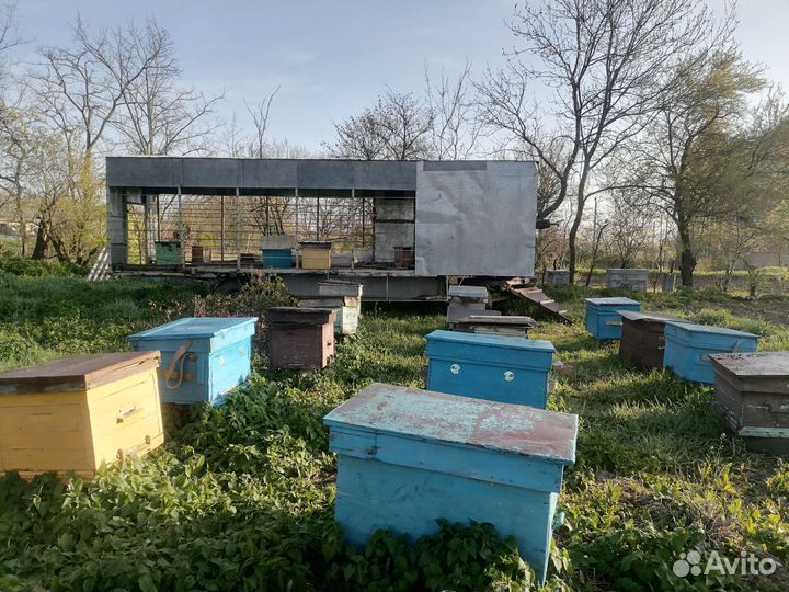 Пчелоповильён