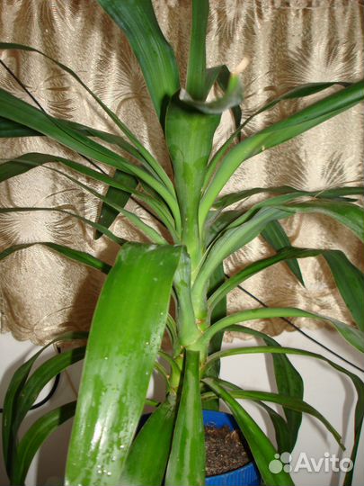 Пальма юкка