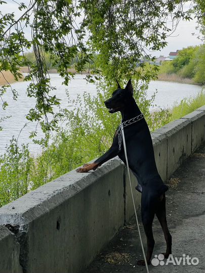 Доберман вязка