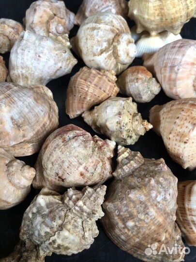 Набор морских, крупных ракушек