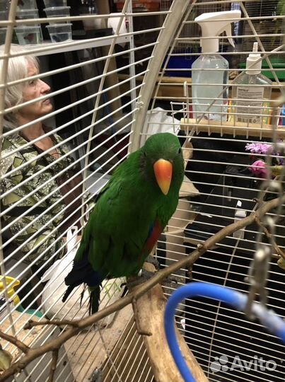 Говорящий попугай