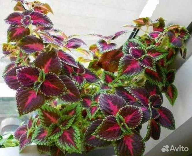 Колеус, бальзамин рассада для дома,балкона, клумбы