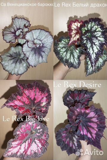 Бегония декоративнолиственная